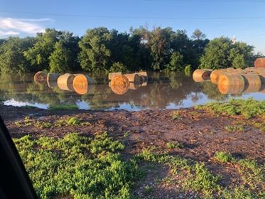 Lewis feedlot